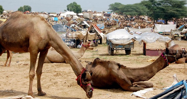 Cattle fairs in Rajasthan take a hit as lumpy skin disease rears its ugly  head - Lagatar English