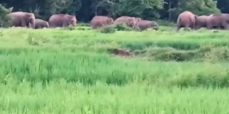 The rampaging migratory elephants from Bengal in Ghurabandha block