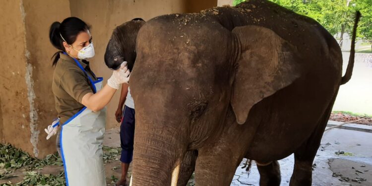 Dr Aditi treating elephant (Credit Dr Aditi)