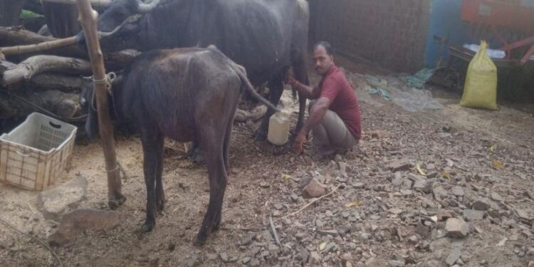 Ranjan Yadav milking a buffalo (Photo: Pooja Yadav 101Reporters)