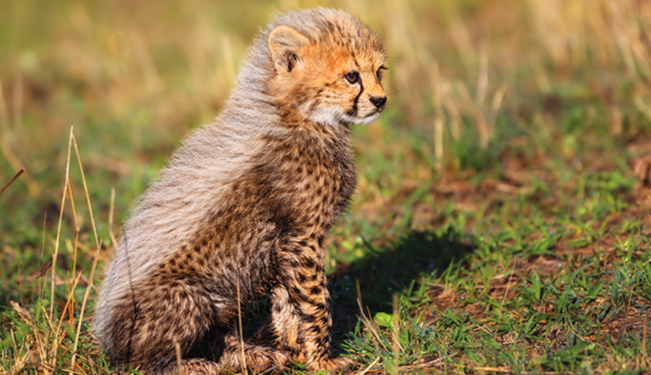 Representational image (Source: Cheetah Conservation Fund)