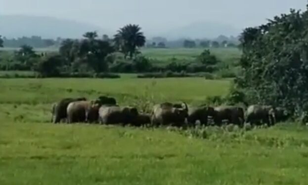 The elephant herd rampaging paddy crops at Jugilang village in Chandil