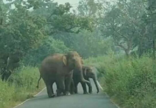 Two of the wild elephants on Chakulia-Karakocha road in Chakulia on Saturday