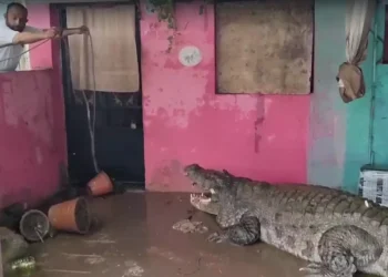 Vadodara Battles Floods and Crocodiles as Vishwamitri River Overflows