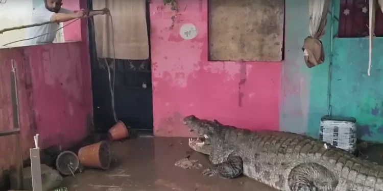Vadodara Battles Floods and Crocodiles as Vishwamitri River Overflows