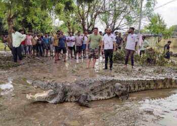 Crocodiles Rescued from Vadodara’s Residential Areas Amid Heavy Rain