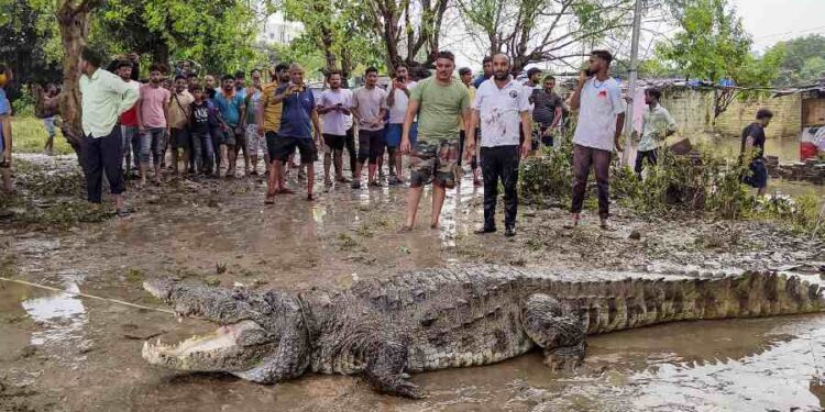 Crocodiles Rescued from Vadodara’s Residential Areas Amid Heavy Rain