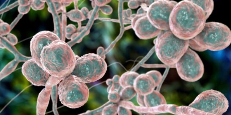 Deadly Fungal Infections Evolving Into “Silent Pandemic”, Warn Scientists