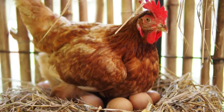 Evolutionary Science Answers the Age-Old Riddle: What Came First – Chicken or Egg?