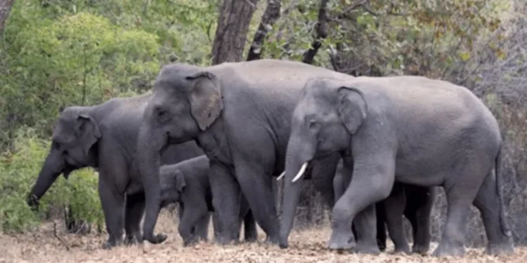 Man Killed in Elephant Attack Near Bandhavgarh Tiger Reserve, MP
