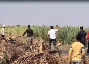 Pune Bus Rape Case: Accused Hiding in Sugarcane Field? Police Deploy Drones for Search