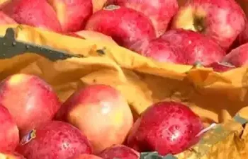 Alwar Traders Boycott Turkish Apples Over Turkiye’s Pro-Pakistan Stand