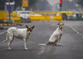 Supreme Court Faces Challenge Over Stray Dogs Removal Order