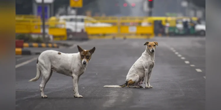 Supreme Court Faces Challenge Over Stray Dogs Removal Order