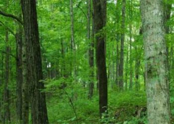 Forest and Wildlife Decline in Jharkhand Highlighted in CAG Report