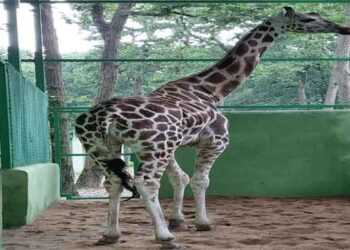 Rules Flouted in Quarantine of Giraffe Mishti at Birsa Munda Zoo