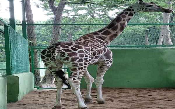Rules Flouted in Quarantine of Giraffe Mishti at Birsa Munda Zoo