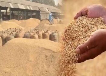 Jharkhand Paddy Procurement Begins, Nearly 18,800 Quintals Bought on Day One