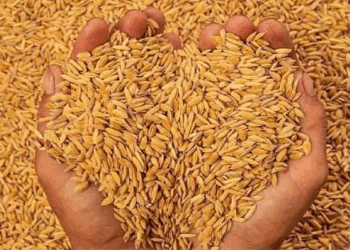 Paddy Procurement Gains Momentum in Jharkhand, Over 55,700 Quintals Bought in Two Days