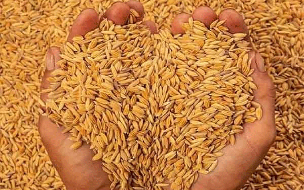 Paddy Procurement Gains Momentum in Jharkhand, Over 55,700 Quintals Bought in Two Days