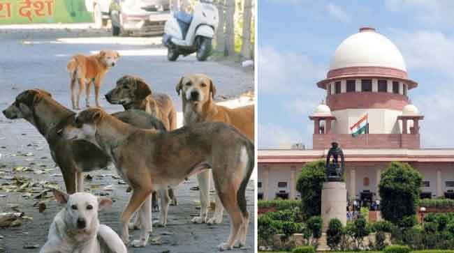 Supreme Court Upholds Order to Remove Stray Dogs From Public Spaces, Rejects All Petitions