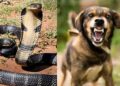Jharkhand Releases Rs 5.15 Crore for Rural Health Sub-Centres, Snakebite and Dog Bite Medicines to Be Available Round the Clock